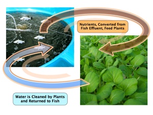 nutrient flow in UES system